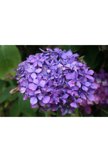 Ближній план квітки. 